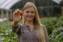 Morango 
Alessandra Clemente ? secretária de agricultura
Foto Gilson Abreu/AEN