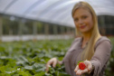 Morango 
Alessandra Clemente ? secretária de agricultura
Foto Gilson Abreu/AEN