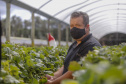 Morango 
Joel Sebastião da Cruz ? tecnico agrícola
Foto Gilson Abreu/AEN