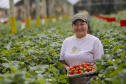 Morango 
Kátia Estela Tsuneta Matsui  - agricultora
Foto Gilson Abreu/AEN