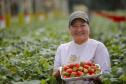 Morango 
Kátia Estela Tsuneta Matsui  - agricultora
Foto Gilson Abreu/AEN