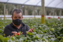Morango 
Joel Sebastião da Cruz ? tecnico agrícola
Foto Gilson Abreu/AEN