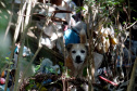 Pesquisa científica busca identificar acumuladores de animais. Foto: UFPR