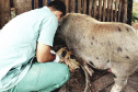 Pesquisa pretende prever possíveis pandemias provocadas pela relação do homem com os animais
. Foto: Adapar
