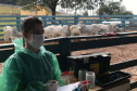 Pesquisa pretende prever possíveis pandemias provocadas pela relação do homem com os animais
. Foto: Adapar