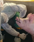 Pesquisa pretende prever possíveis pandemias provocadas pela relação do homem com os animais
. Foto: Adapar