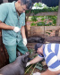 Pesquisa pretende prever possíveis pandemias provocadas pela relação do homem com os animais
. Foto: Adapar