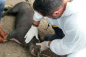 Pesquisa pretende prever possíveis pandemias provocadas pela relação do homem com os animais
. Foto: Adapar