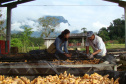 O município de Morretes já foi o maior produtor de gengibre do país, porém alguns problemas com o manejo e a concorrência com a produção da china fizeram a cultura declinar nos últimos anos