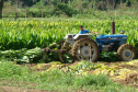 O município de Morretes já foi o maior produtor de gengibre do país, porém alguns problemas com o manejo e a concorrência com a produção da china fizeram a cultura declinar nos últimos anos