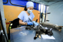 Projeto recebe recursos estaduais para esterilização de animais em ilhas no Paraná  -  Curitiba, 20/05/2021  -  Foto: SEDEST