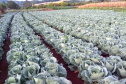 O Governo do Paraná firma contratos com cerca de 180 cooperativas e associações de pequenos agricultores para garantir a entrega de produtos da agricultura familiar nas mais de 2,1 mil escolas estaduais.  -  Foto: Cooperativa Agropecuária Matoriquense (Coamar), de Mato Rico