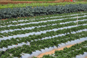 Agricultura Familiar  -  Foto: José Fernando Ogura