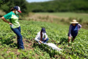 O serviço de Extensão Rural do Paraná completa 65 anos de atuação. Desde a criação do Escritório Técnico de Agricultura (ETA), em 20 de maio de 1956, profissionais de diversas áreas atuam para promover o desenvolvimento rural sustentável, coordenando, articulando e executando assistência técnica e extensão rural junto aos produtores. - Curitiba, 21/05/2021  -  Foto: IDR/PR
