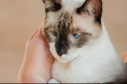 O CastraPet, Programa Permanente de Esterilização de Cães e Gatos, estará em Piraquara, entre os dias 25 e 29 de maio, para castrar mais de 700 animais domésticos no município. Foto:SEDEST