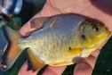 Em quatro meses, rios do Paraná são repovoados com 500 mil peixes nativos. Foto: SEDEST