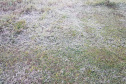 Paraná registra novas temperaturas negativas com a mais intensa massa de ar frio do ano. Foto: Alessandro Vieira/AEN