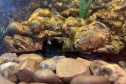 Animais de espécimes nativas e exóticas foram apreendidos durante cumprimento de mandados de busca e apreensão em Maringá, no Noroeste do Estado, nesta terça-feira (25). A operação contou com o apoio do Batalhão de Polícia Ambiental ? Força Verde. - Foto: IAT/SEDEST
