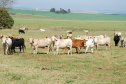 Purunã, primeira raça de bovino para corte desenvolvida no Paraná e a única idealizada por um centro estadual de pesquisa, o IDR-Paraná (Instituto de Desenvolvimento Rural do Paraná ? Iapar-Emater), vem atraindo o interesse de pecuaristas de todo o Brasil. -  Curitiba, 02/06/2021  -  Foto: IDR-PARANÁ