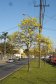 Para garantir a convivência harmoniosa e duradoura entre árvores e rede elétrica nos centros urbanos, a Copel mantém o Programa Florestas Urbanas, criado em 2007 e reformulado em 2015 para dar apoio aos municípios paranaenses no planejamento da arborização de ruas.  -  Curitiba, 04/06/2021  -  Foto: Copel