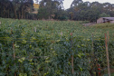 plantação de tomate
Reserva-Pr
Gilson Abreu/AEN