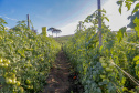 plantação de tomate
Reserva-Pr
Gilson Abreu/AEN