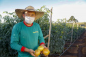 plantação de tomate
Reserva-Pr
Gilson Abreu/AEN