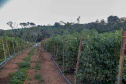 plantação de tomate
Reserva-Pr
Gilson Abreu/AEN