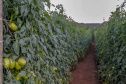 plantação de tomate
Reserva-Pr
Gilson Abreu/AEN