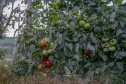 plantação de tomate
Reserva-Pr
Gilson Abreu/AEN