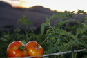 plantação de tomate
Reserva-Pr
Gilson Abreu/AEN