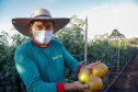 plantação de tomate
Reserva-Pr
Gilson Abreu/AEN