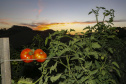 plantação de tomate
Reserva-Pr
Gilson Abreu/AEN