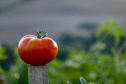 plantação de tomate
Reserva-Pr
Gilson Abreu/AEN