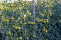 plantação de tomate
Reserva-Pr
Gilson Abreu/AEN