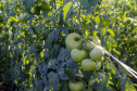 plantação de tomate
Reserva-Pr
Gilson Abreu/AEN