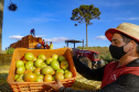 plantação de tomate
Reserva-Pr
Gilson Abreu/AEN