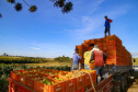 plantação de tomate
Reserva-Pr
Gilson Abreu/AEN