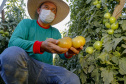 plantação de tomate
Reserva-Pr
Gilson Abreu/AEN