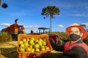 plantação de tomate
Reserva-Pr
Gilson Abreu/AEN