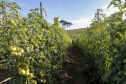 plantação de tomate
Reserva-Pr
Gilson Abreu/AEN