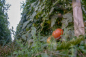 plantação de tomate
Reserva-Pr
Gilson Abreu/AEN