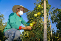 plantação de tomate
Reserva-Pr
Gilson Abreu/AEN