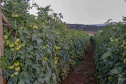 plantação de tomate
Reserva-Pr
Gilson Abreu/AEN