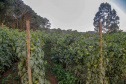 plantação de tomate
Reserva-Pr
Gilson Abreu/AEN