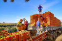 plantação de tomate
Reserva-Pr
Gilson Abreu/AEN