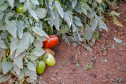 plantação de tomate
Reserva-Pr
Gilson Abreu/AEN