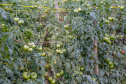 plantação de tomate
Reserva-Pr
Gilson Abreu/AEN