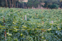 plantação de tomate
Reserva-Pr
Gilson Abreu/AEN