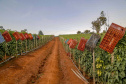 plantação de tomate
Reserva-Pr
Gilson Abreu/AEN